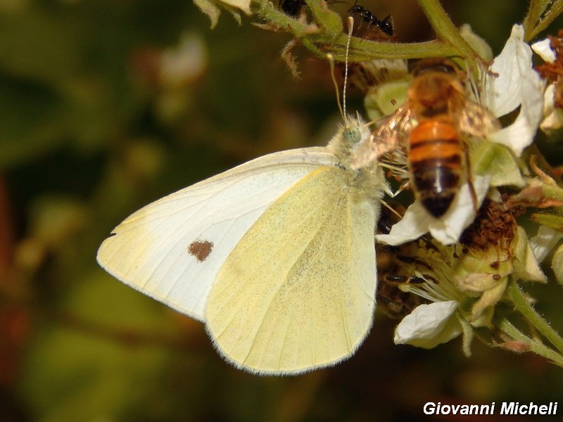 Pieris da ID